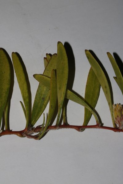 Leucospermum secundifolium, photographed by Brian du Preez