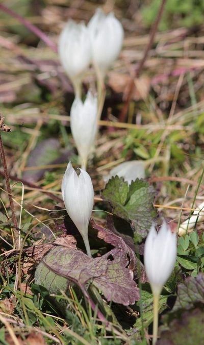Crocus vallicola, photographed by Алина Урусова