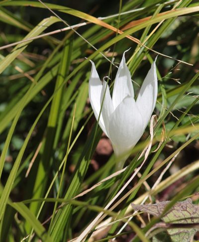 Crocus vallicola, photographed by Алина Урусова