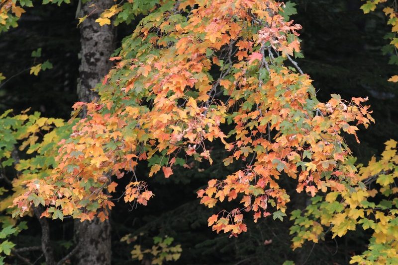 Acer heldreichii, photographed by Алина Урусова