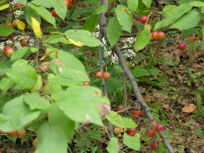 Malus hupehensis, photographed by Dilrukshan Priyantha Wijesinghe