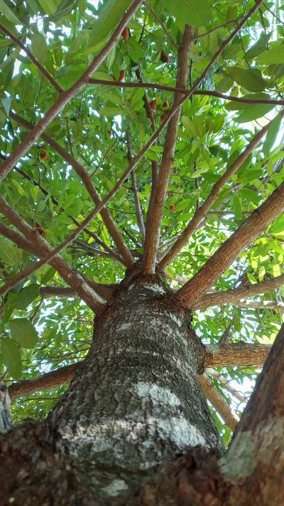 Myristica malabarica, photographed by R K