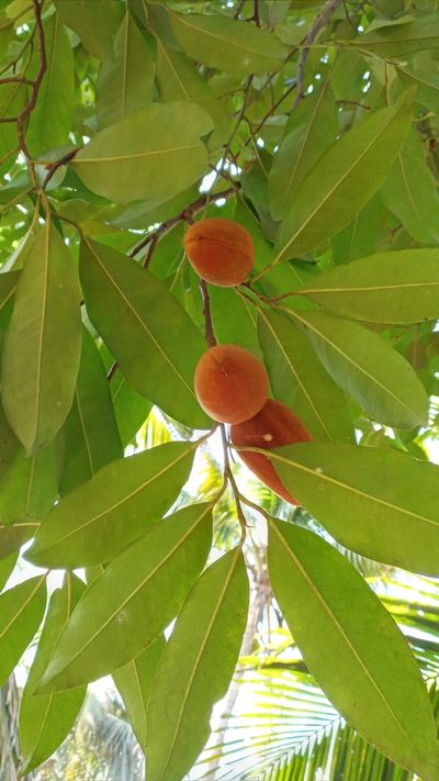 Myristica malabarica, photographed by R K
