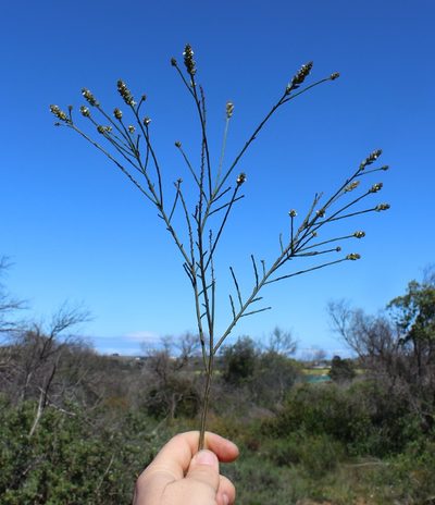 Thesium patulum, photographed by Brian du Preez