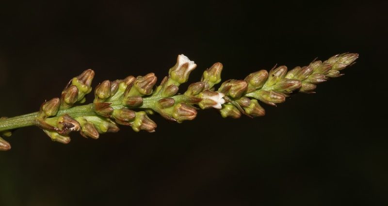 Thesium patulum, photographed by Brian du Preez