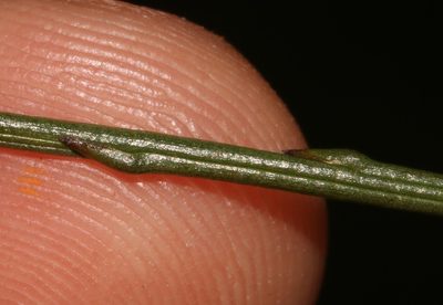 Thesium patulum, photographed by Brian du Preez
