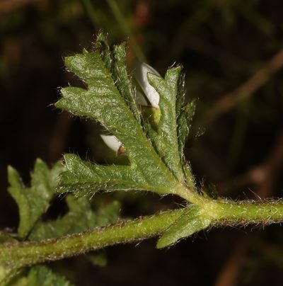 Anisodontea biflora, photographed by Brian du Preez
