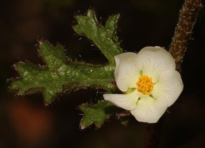 Anisodontea biflora, photographed by Brian du Preez