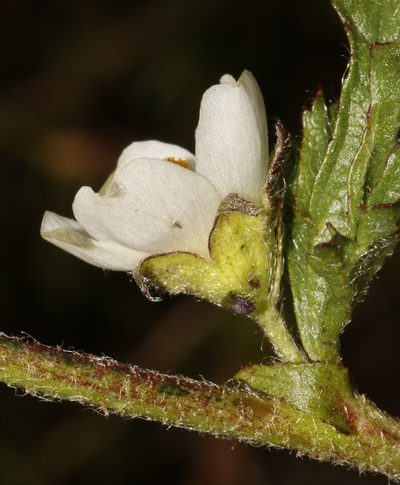 Anisodontea biflora, photographed by Brian du Preez