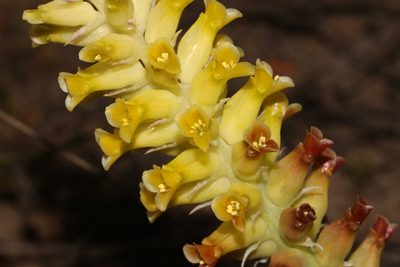 Lachenalia longibracteata, photographed by Brian du Preez