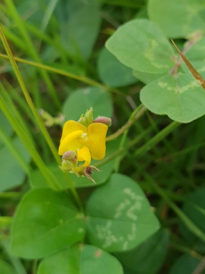 Vigna umbellata, photographed by Aravinth