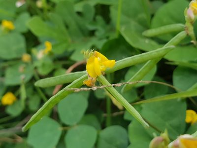 Vigna umbellata, photographed by Aravinth