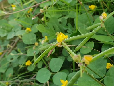 Vigna umbellata, photographed by Aravinth