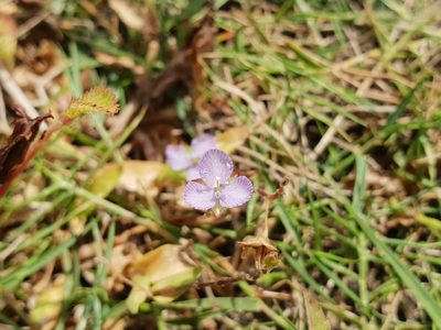 Murdannia striatipetala, photographed by Aravinth