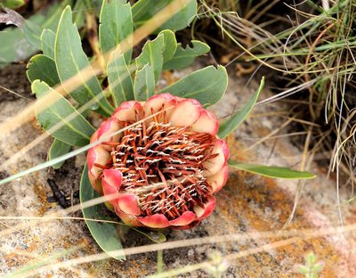 Protea parvula, photographed by Wynand Uys