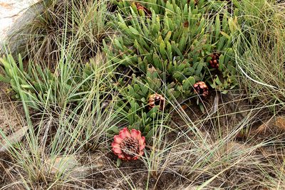 Protea parvula, photographed by Wynand Uys