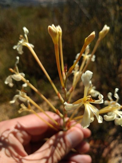 Tritoniopsis nervosa, photographed by Seth Musker