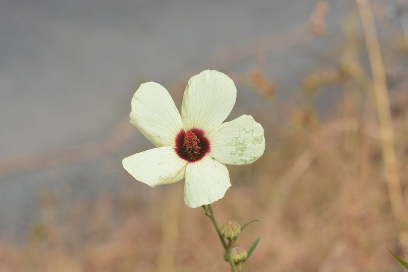 Decaschistia trilobata, photographed by S.MORE