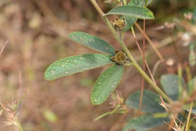 Decaschistia trilobata, photographed by S.MORE