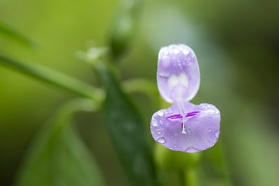 Dicliptera tinctoria, photographed by Licheng Shih