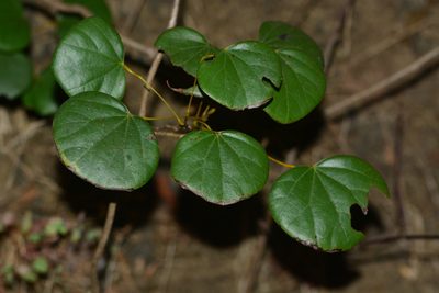 Diploclisia glaucescens, photographed by S.MORE