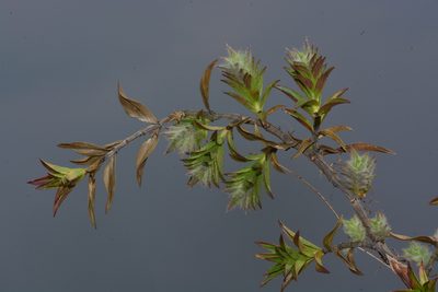 Lepidagathis clavata, photographed by S.MORE