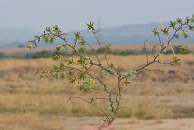 Lepidagathis clavata, photographed by S.MORE