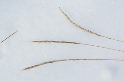 Elymus gmelinii, photographed by Nina Filippova