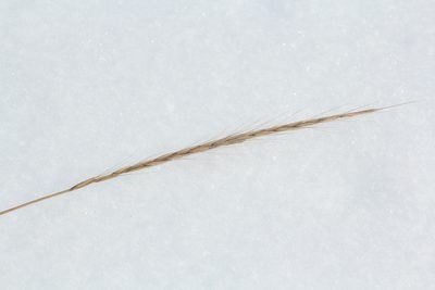 Elymus gmelinii, photographed by Nina Filippova