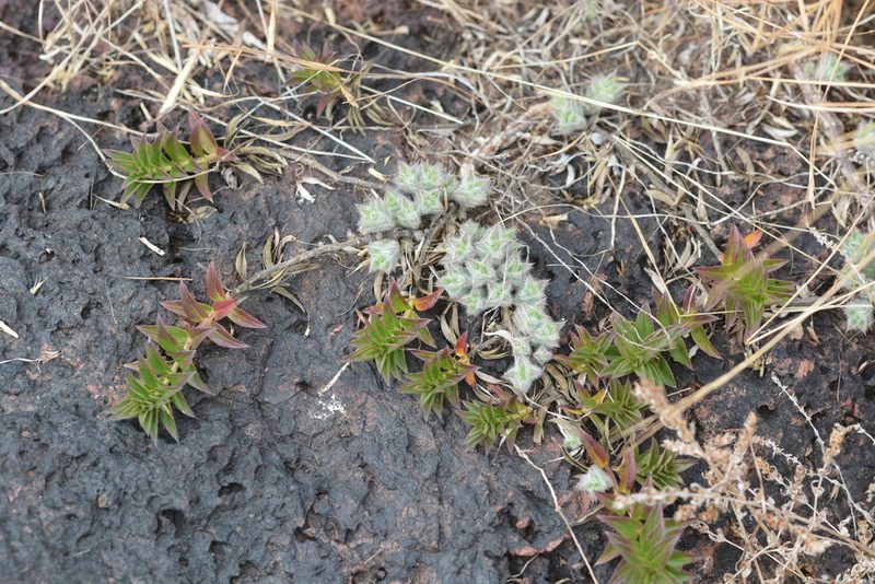 Lepidagathis clavata, photographed by S.MORE