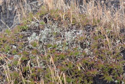 Lepidagathis clavata, photographed by S.MORE