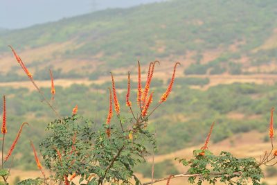 Moullava spicata, photographed by S.MORE