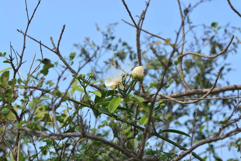 Capparis moonii, photographed by S.MORE