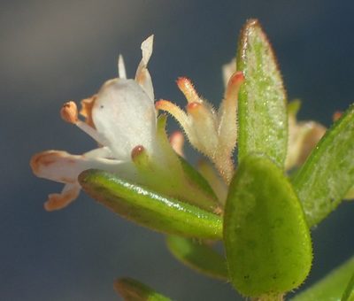 Agathosma planifolia, photographed by Nicola van Berkel