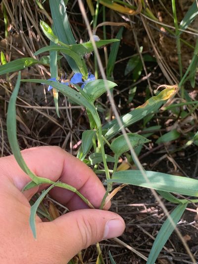 Commelina eckloniana, photographed by Matthew Fainman