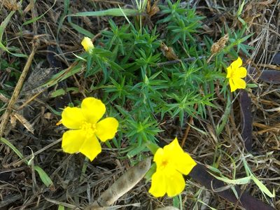 Portulaca rubricaulis, photographed by Juan Cruzado Cortés