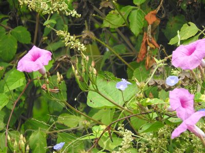 Ipomoea splendor-sylvae, photographed by Juan Cruzado Cortés