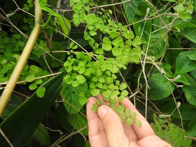 Adiantum tricholepis, photographed by Juan Cruzado Cortés