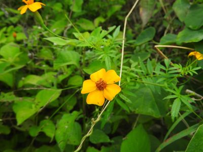 Tagetes erecta, photographed by Juan Cruzado Cortés