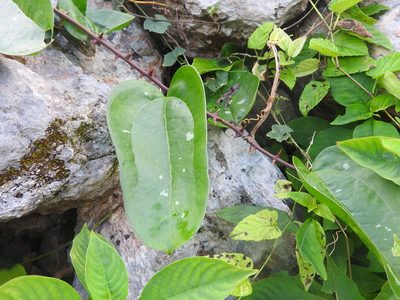 Smilax spinosa, photographed by Juan Cruzado Cortés