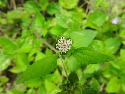 Lagascea mollis, photographed by Juan Cruzado Cortés