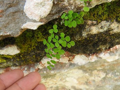 Adiantum tricholepis, photographed by Juan Cruzado Cortés