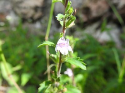 Capraria frutescens, photographed by Juan Cruzado Cortés