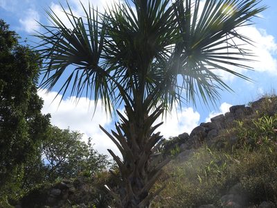 Sabal yapa, photographed by Juan Cruzado Cortés