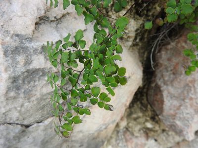 Adiantum tricholepis, photographed by Juan Cruzado Cortés