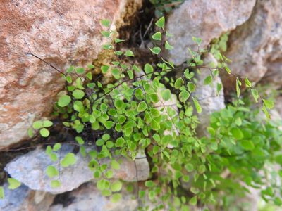 Adiantum tricholepis, photographed by Juan Cruzado Cortés