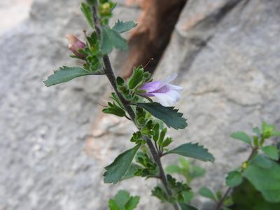 Capraria frutescens, photographed by Juan Cruzado Cortés
