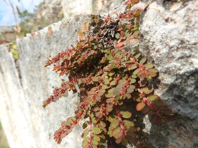 Euphorbia mendezii, photographed by Juan Cruzado Cortés