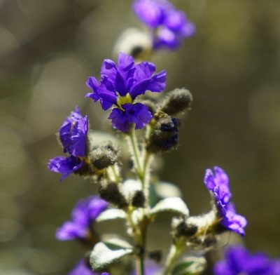 Dampiera purpurea, photographed by Tim
