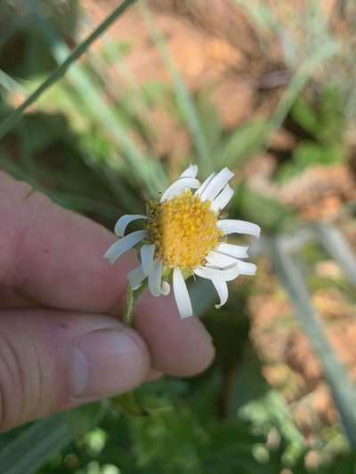 Afroaster peglerae, photographed by Matthew Fainman